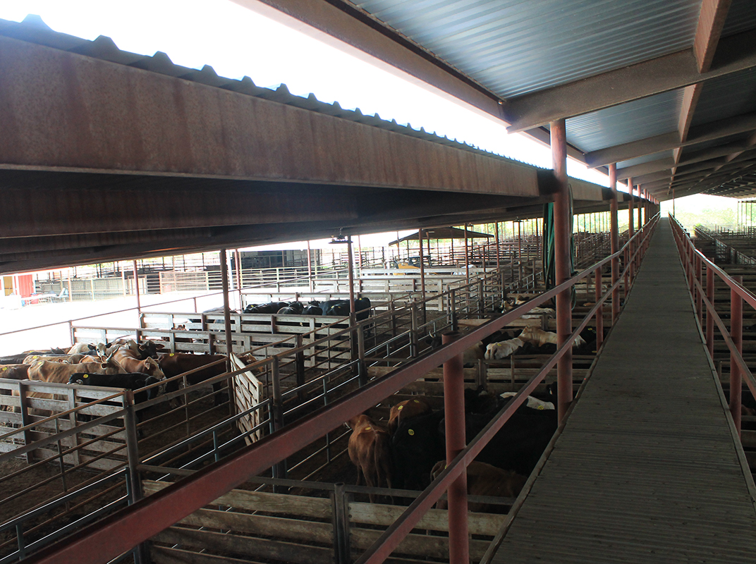 Cattle in livestock pens
